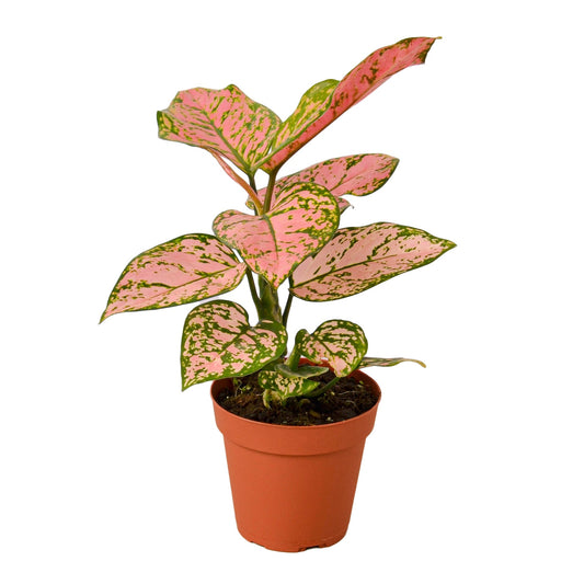 Chinese Evergreen 'Lady Valentine' - Aglaonema Plant with Pink Splashes, Easy to Grow, Indoor Houseplant