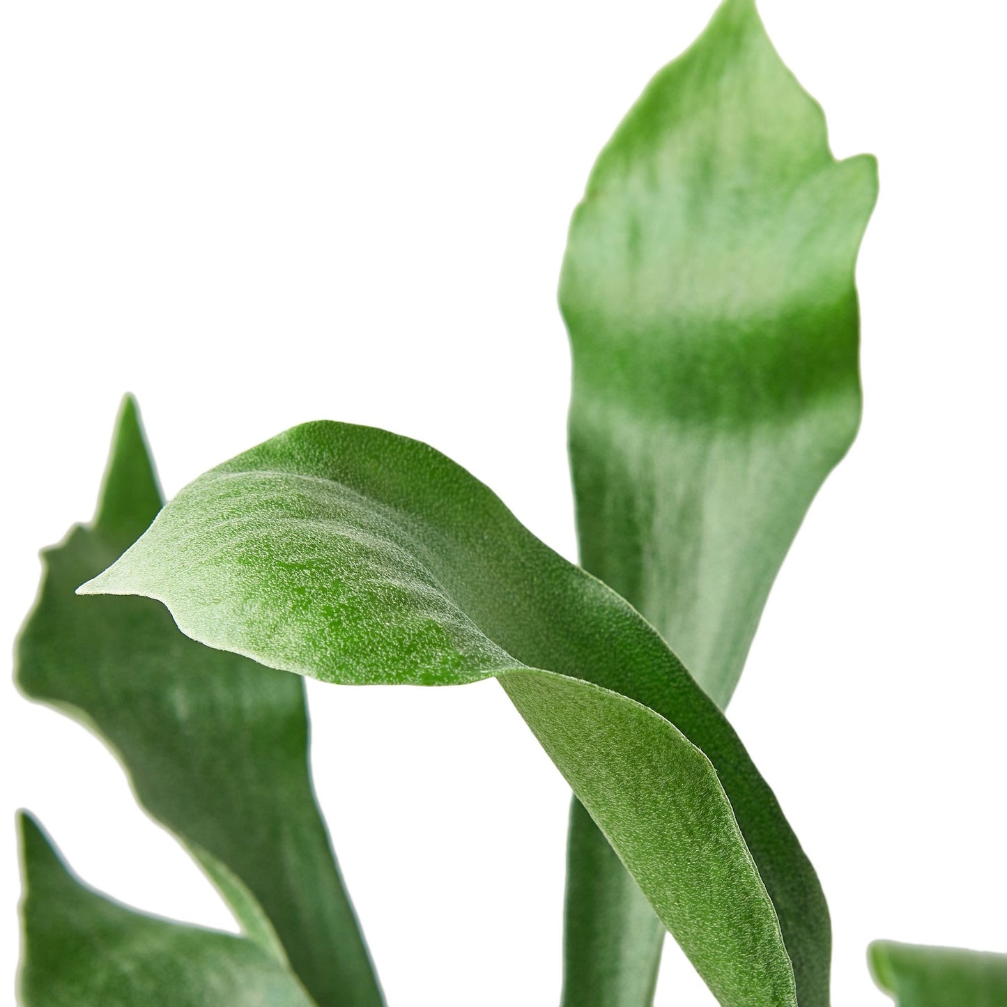 Staghorn Fern : A Sculptural Masterpiece for Your Indoor Jungle