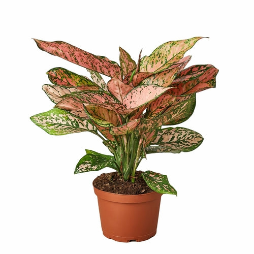 Chinese Evergreen 'Lady Valentine' - Aglaonema Plant with Pink Splashes, Easy to Grow, Indoor Houseplant