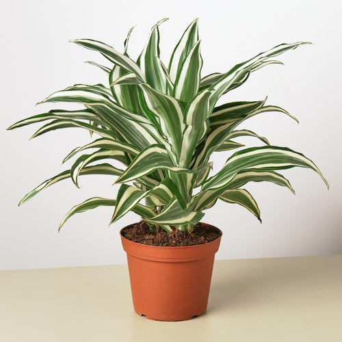 Dracaena 'Warneckii White Jewel' - Low Maintenance Dragon Plant, Variegated Foliage, Perfect Indoor Plant