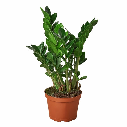 Zamioculcas zamiifolia (ZZ Plant)