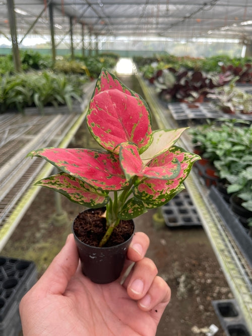 Chinese Evergreen 'Lady Valentine' - Aglaonema Plant with Pink Splashes, Easy to Grow, Indoor Houseplant
