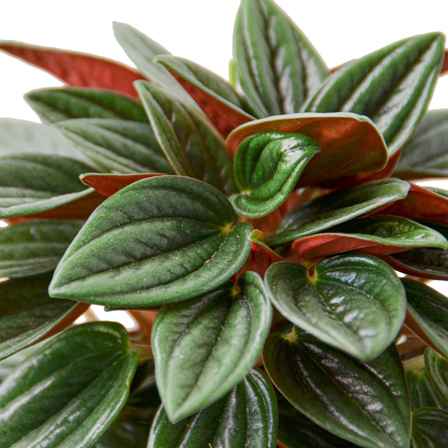 Peperomia Rosso : The Compact Showstopper with Striking Red Undersides