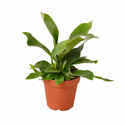 Staghorn Fern : A Sculptural Masterpiece for Your Indoor Jungle