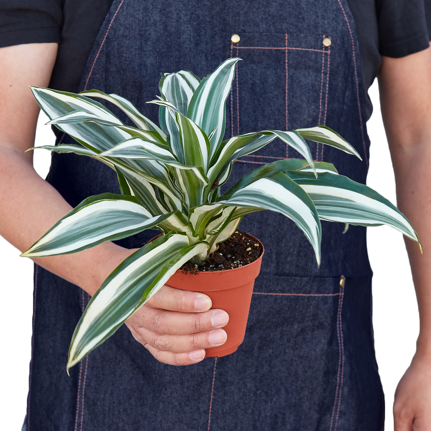 Dracaena 'Warneckii White Jewel' - Low Maintenance Dragon Plant, Variegated Foliage, Perfect Indoor Plant