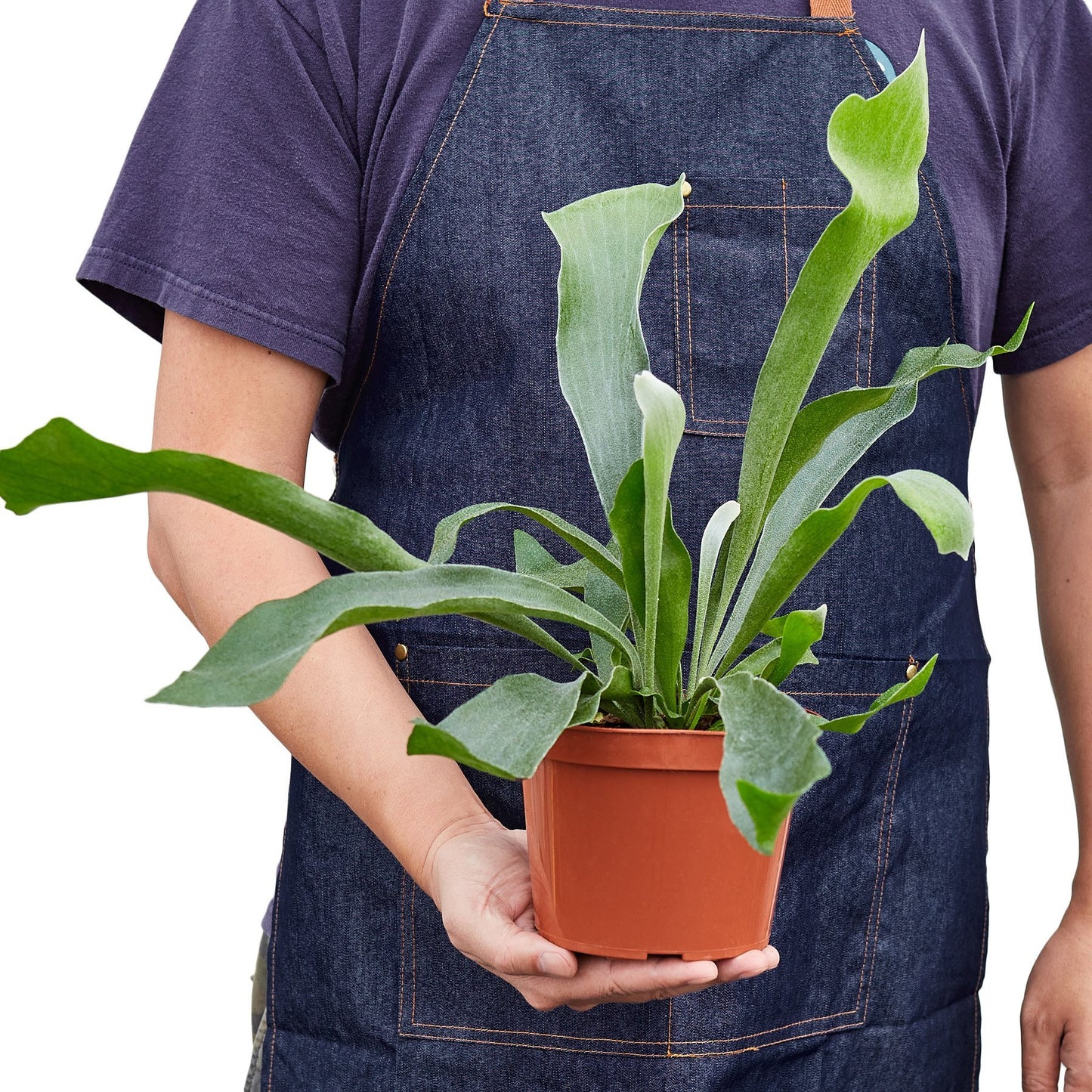 Staghorn Fern : A Sculptural Masterpiece for Your Indoor Jungle