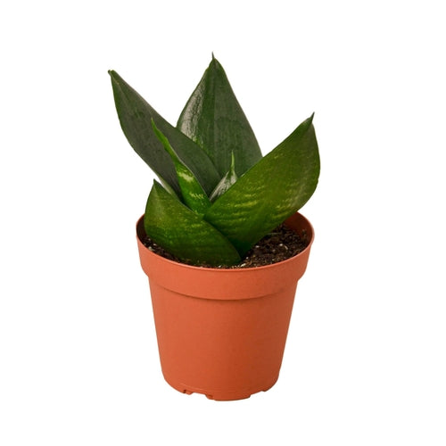 Snake Plant Jade :Low-Maintenance Air Purifier