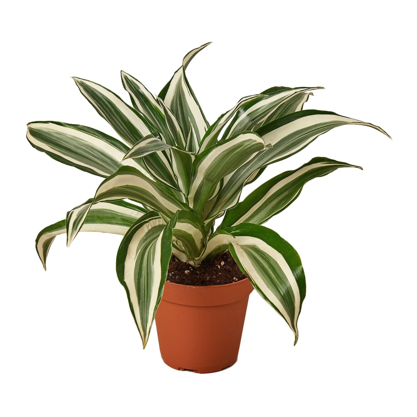 Dracaena 'Warneckii White Jewel' - Low Maintenance Dragon Plant, Variegated Foliage, Perfect Indoor Plant