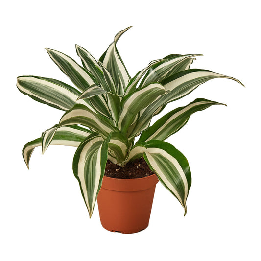 Dracaena 'Warneckii White Jewel' - Low Maintenance Dragon Plant, Variegated Foliage, Perfect Indoor Plant