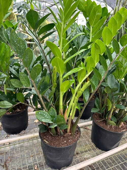 Zamioculcas zamiifolia (ZZ Plant)