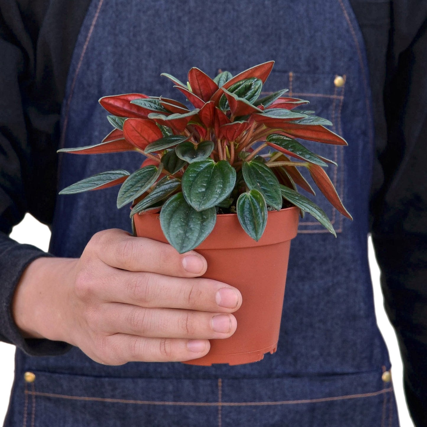 Peperomia Rosso : The Compact Showstopper with Striking Red Undersides