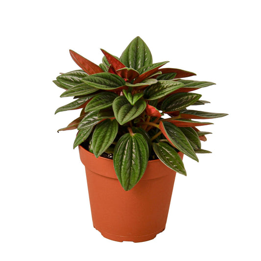 Peperomia Rosso : The Compact Showstopper with Striking Red Undersides