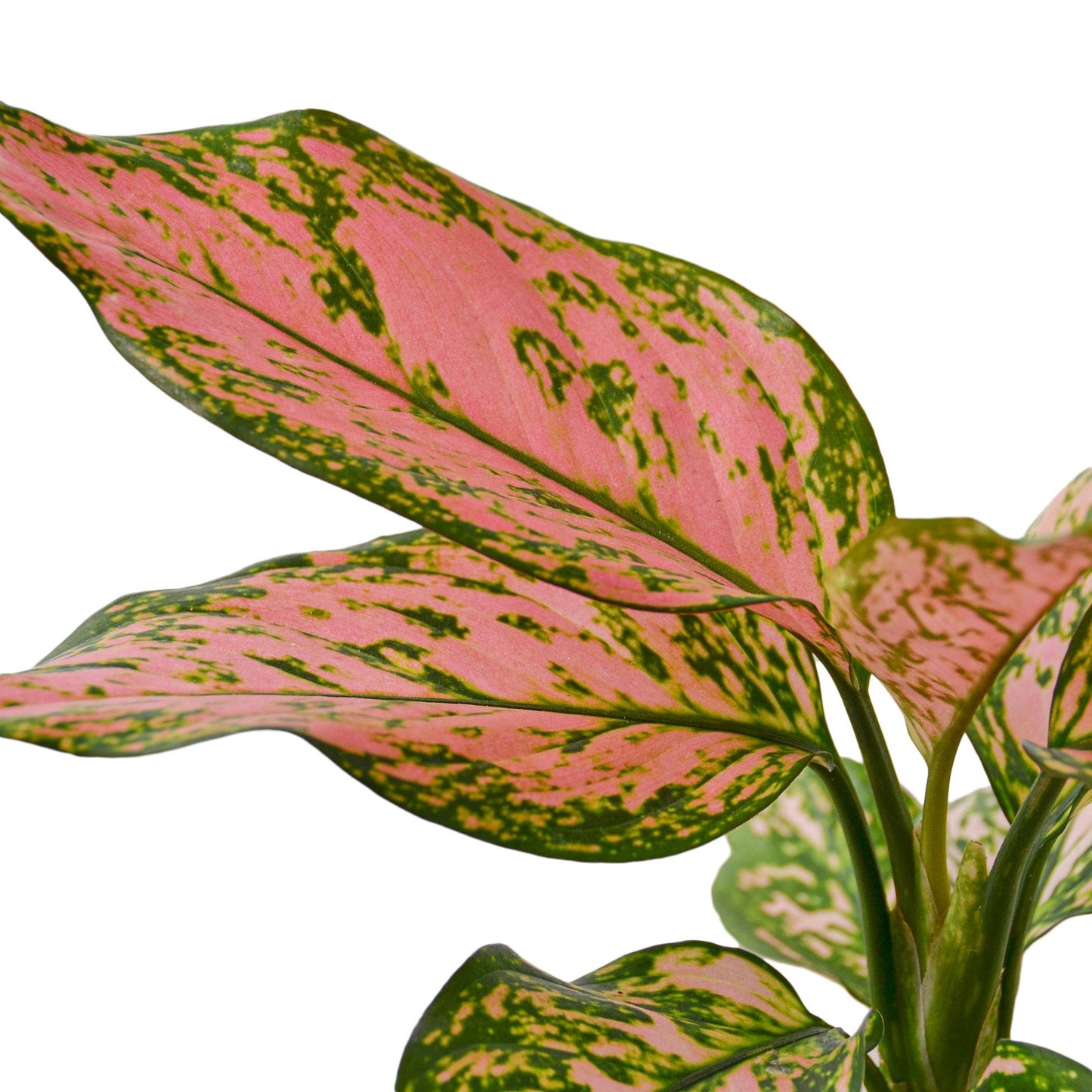 Chinese Evergreen 'Lady Valentine' - Aglaonema Plant with Pink Splashes, Easy to Grow, Indoor Houseplant