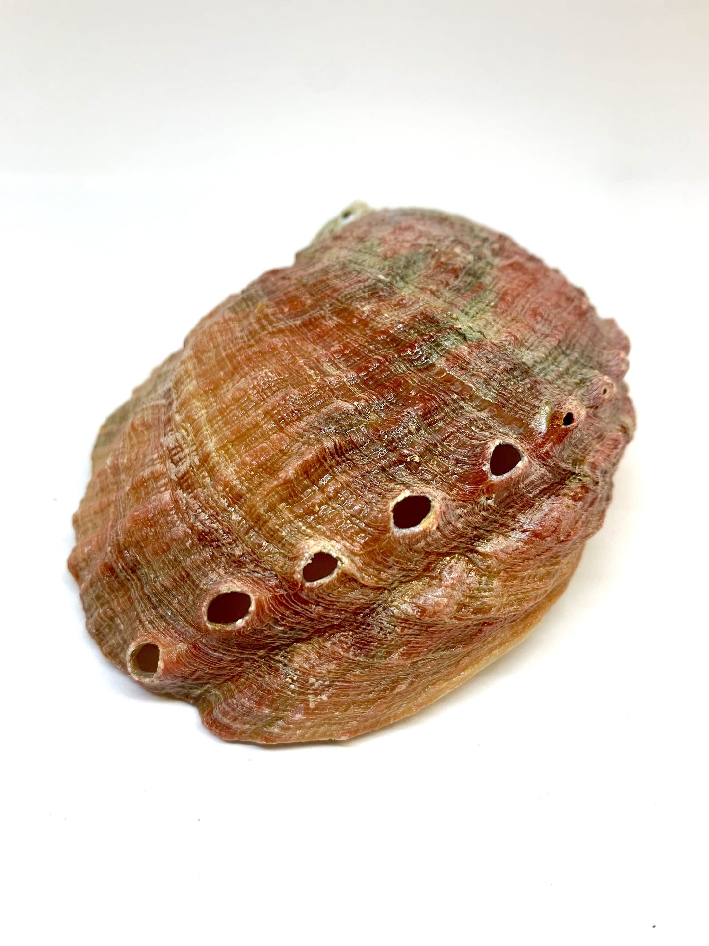 Abalone Shell Incense Holder - All-Natural, Handcrafted, 4-5 Inches Long | Perfect for Mind, Body, and Soul Cleansing