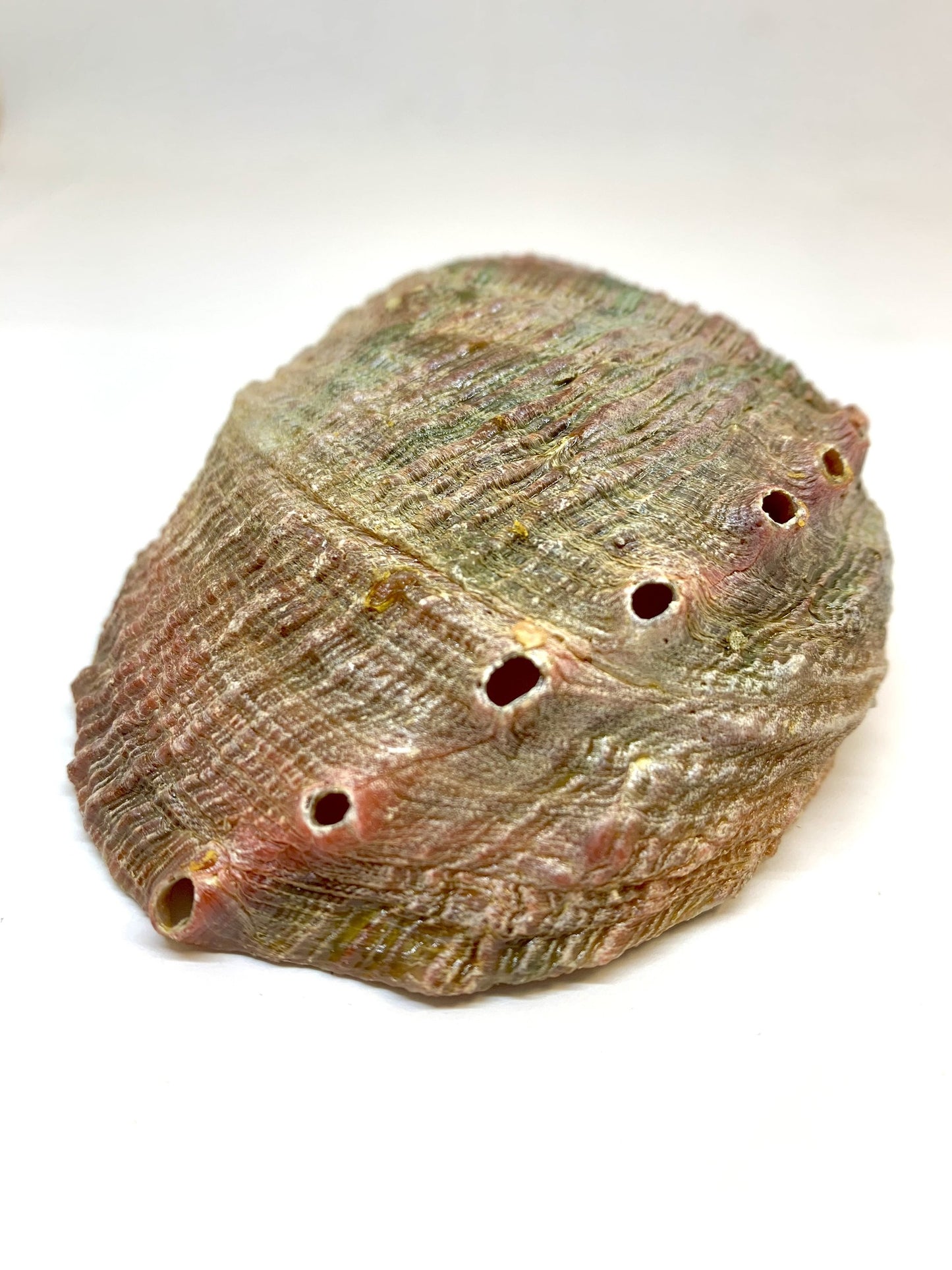 Abalone Shell Incense Holder - All-Natural, Handcrafted, 4-5 Inches Long | Perfect for Mind, Body, and Soul Cleansing